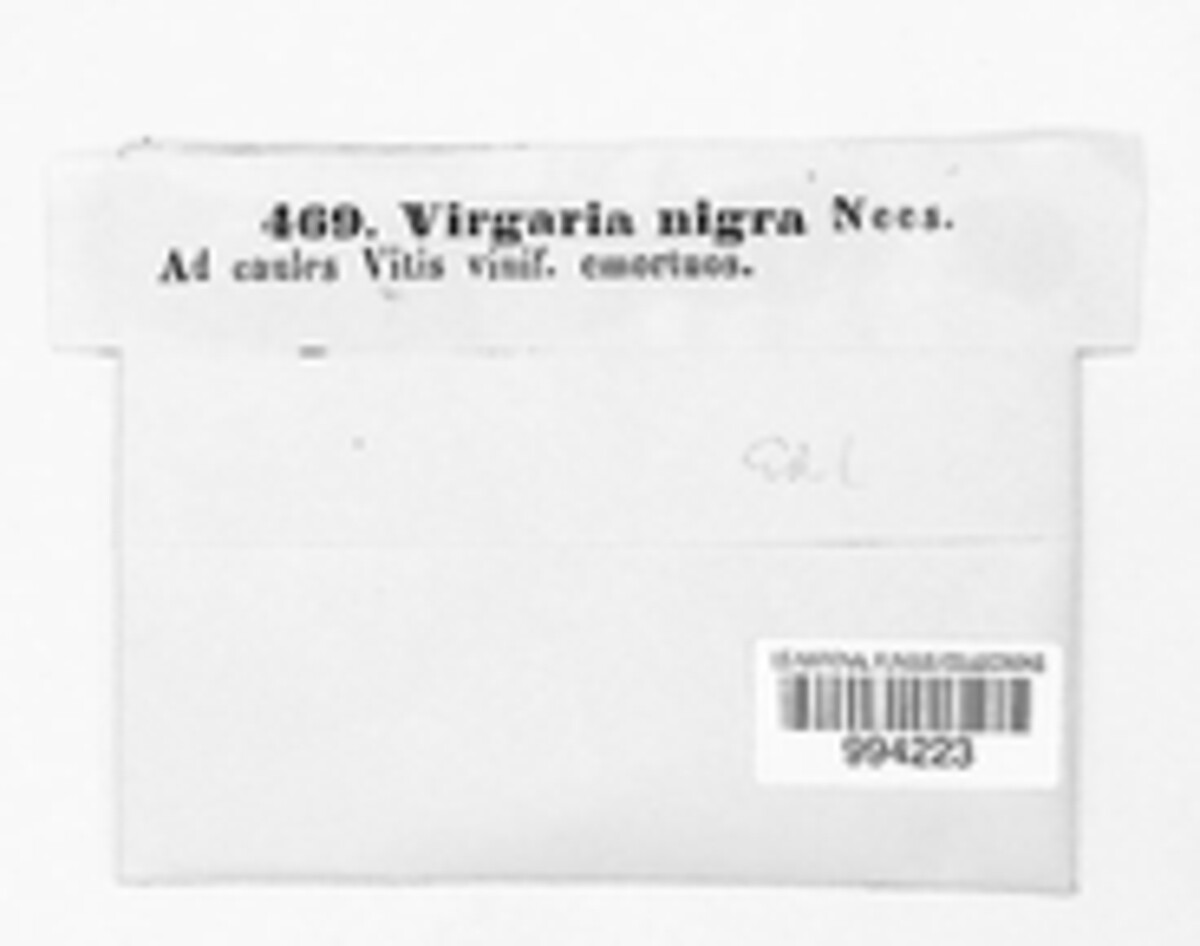 Virgaria nigra image